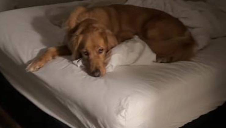 Golden Retriever sdraiato sul letto 