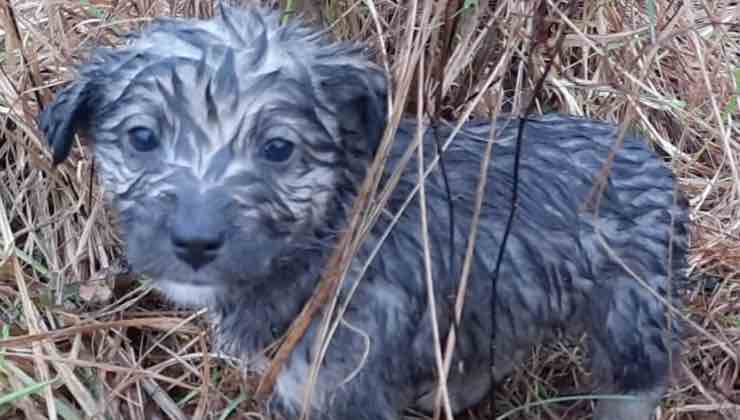 Cucciolo di cane abbandonato sotto la pioggia 