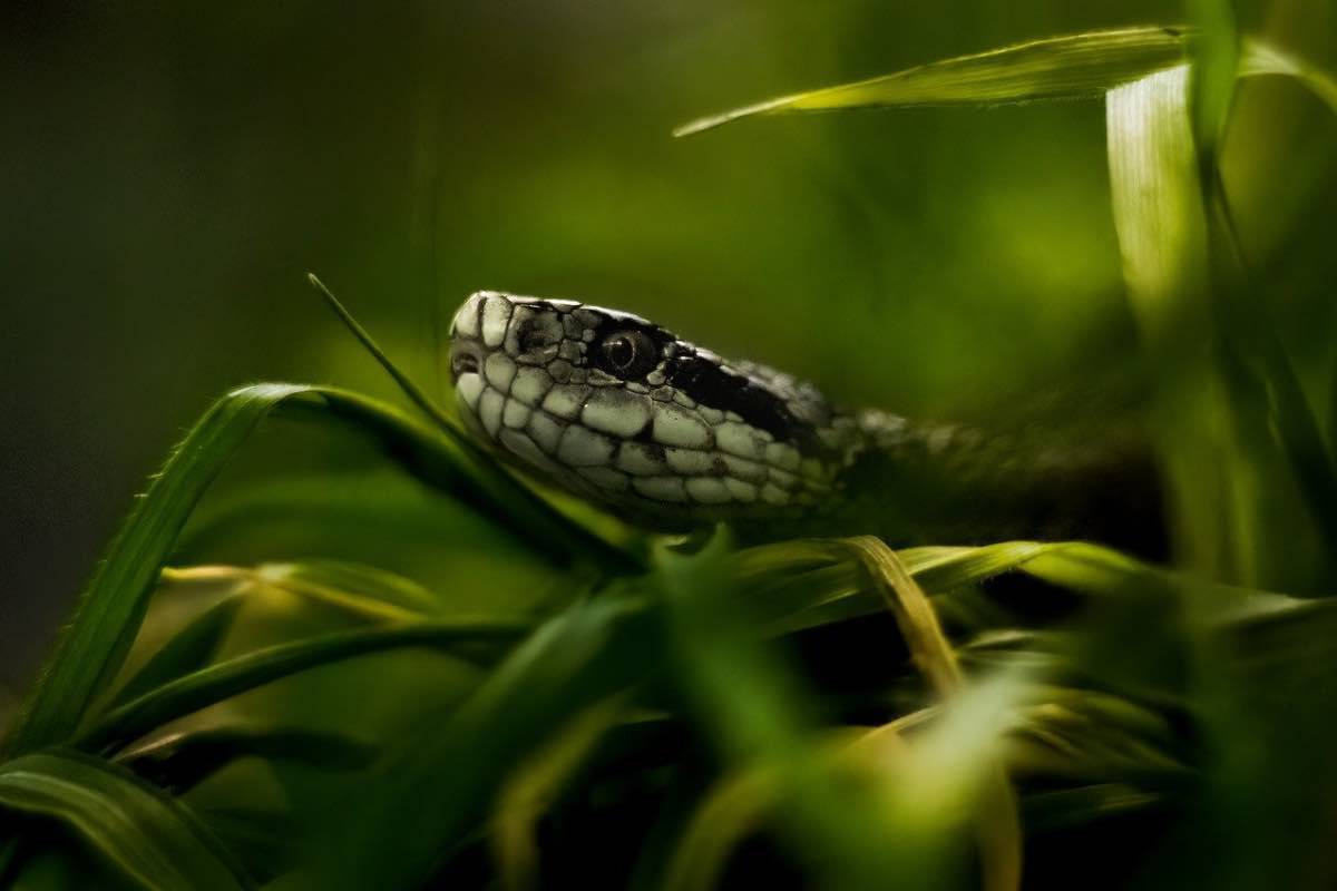 Testa di una vipera che spunta tra le foglie