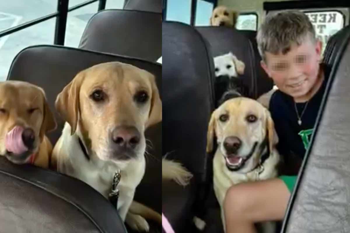 Labrador Retriever sull'autobus con i bambini