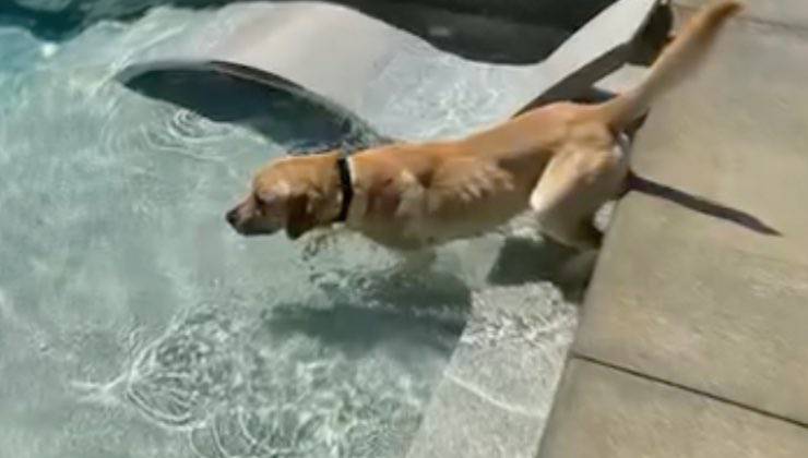 Labrador Retriever si tuffa in piscina 