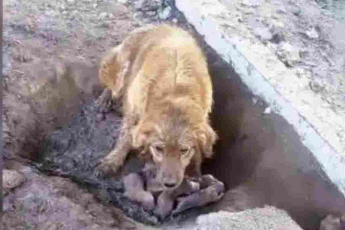 cagnolina abbandonata sotto la pioggia legata a catena