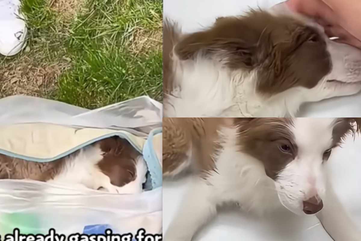 cagnolina nella busta di plastica