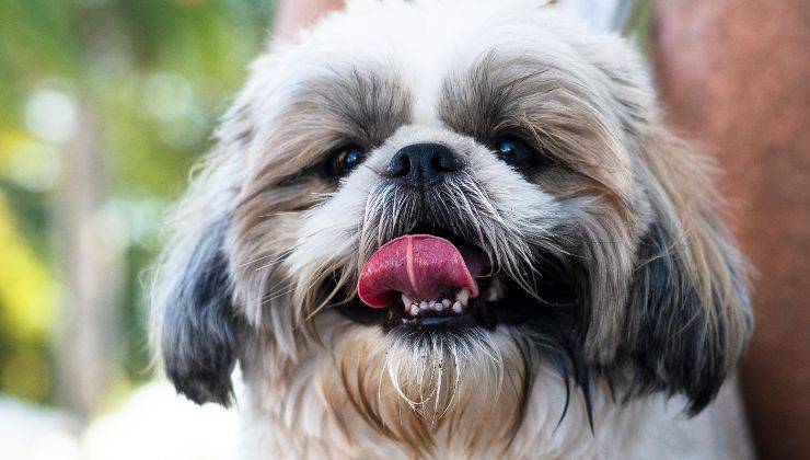 cagnolina simil Shih Tzu troppo esuberante