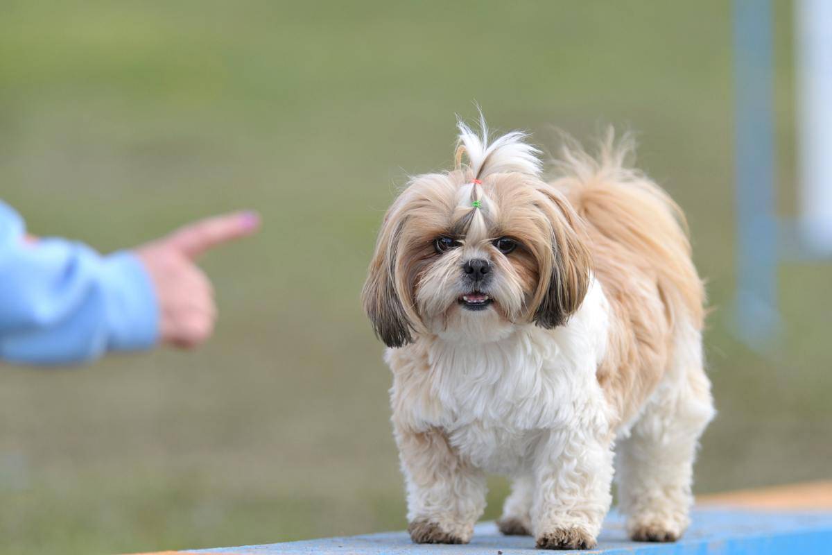 cagnolina simil Shih Tzu troppo esuberante