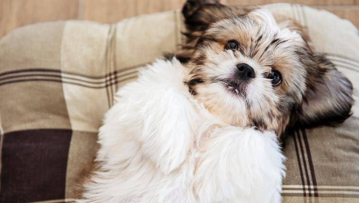 cagnolina simil Shih Tzu