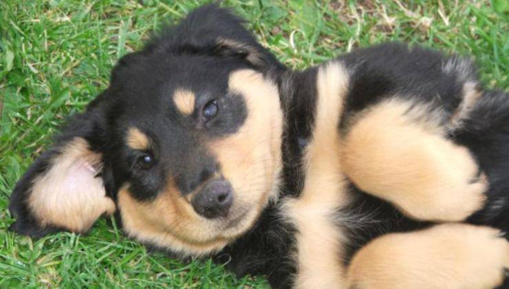 cagnolino cucciolo