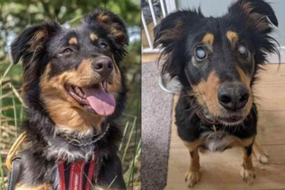 cagnolino ha perso la vista