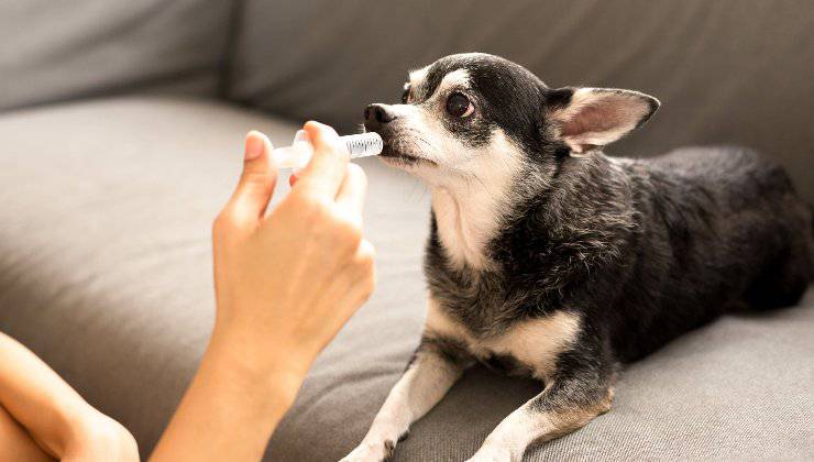 cane assume farmaci