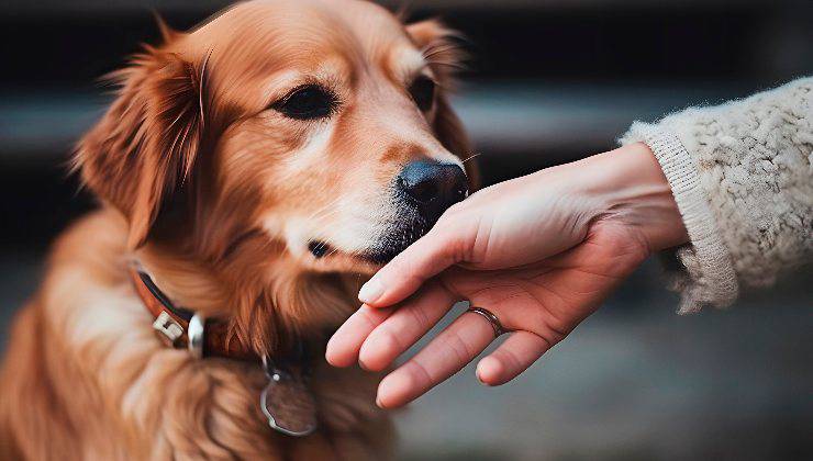 cane e mano