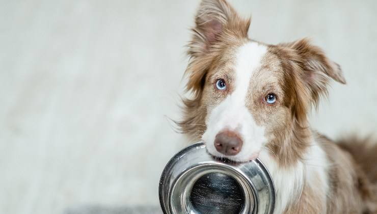 ciotola del cane