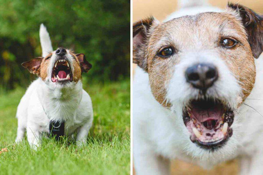 aggressività nel cane