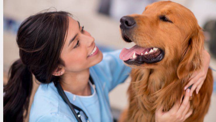 cane dal veterinario