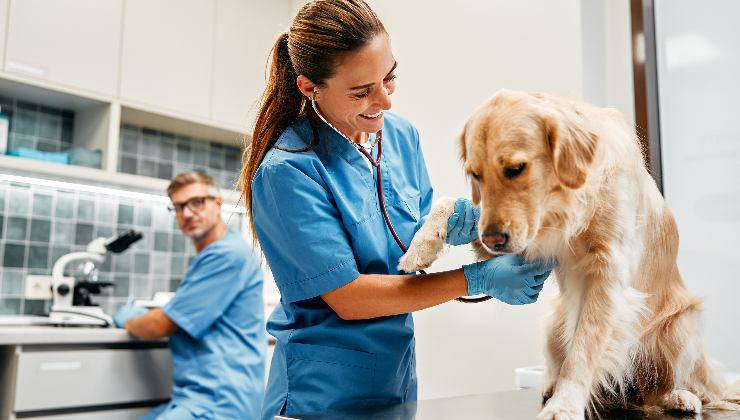 cane dal veterinario