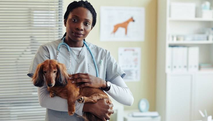 veterinario e cane