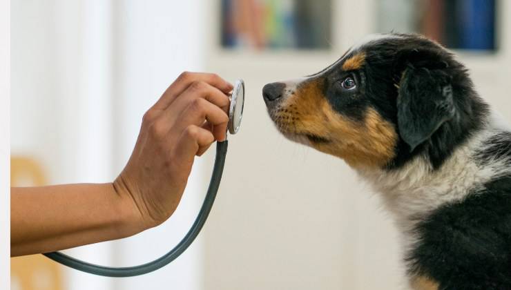 cane dal veterinario