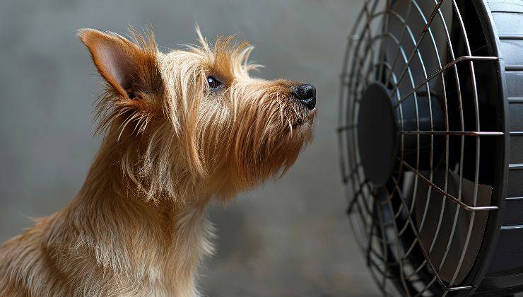 cane davanti al ventilatore