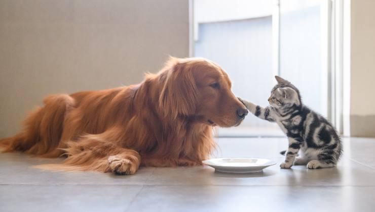 cane e gatto