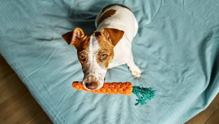 cane e la sua carotina