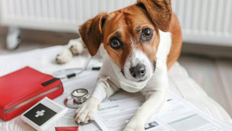 cane con il Kit pronto soccorso