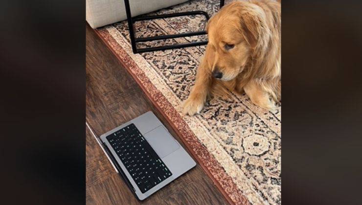 cane in videochiamata con la nonna