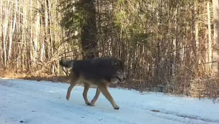 cane lupo nei boschi del Minnesota