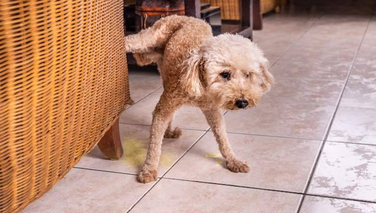 cane segna territorio