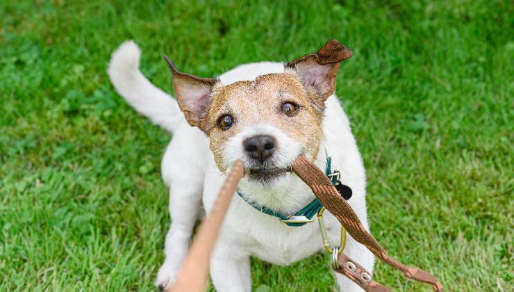 cane tira guinzaglio