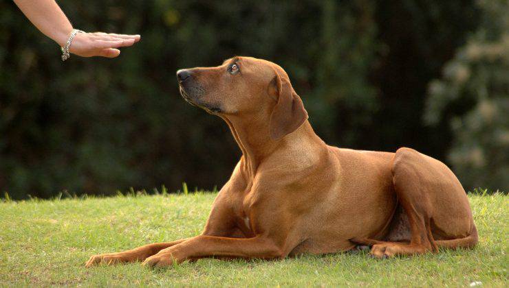 cane e comandi