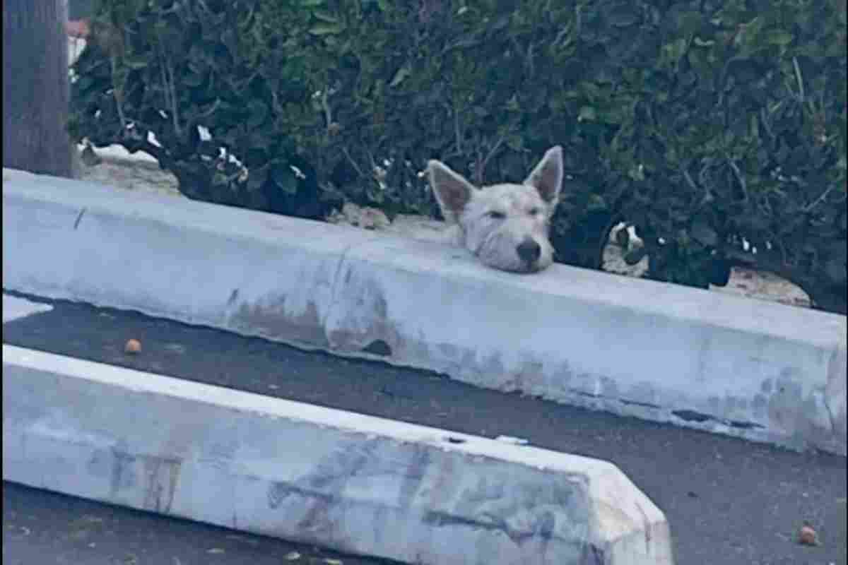 cane ritrovato nel parcheggio 