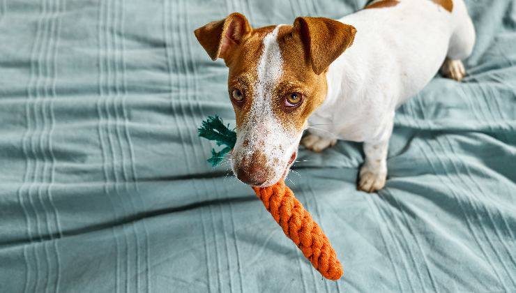 cane e giocattolo