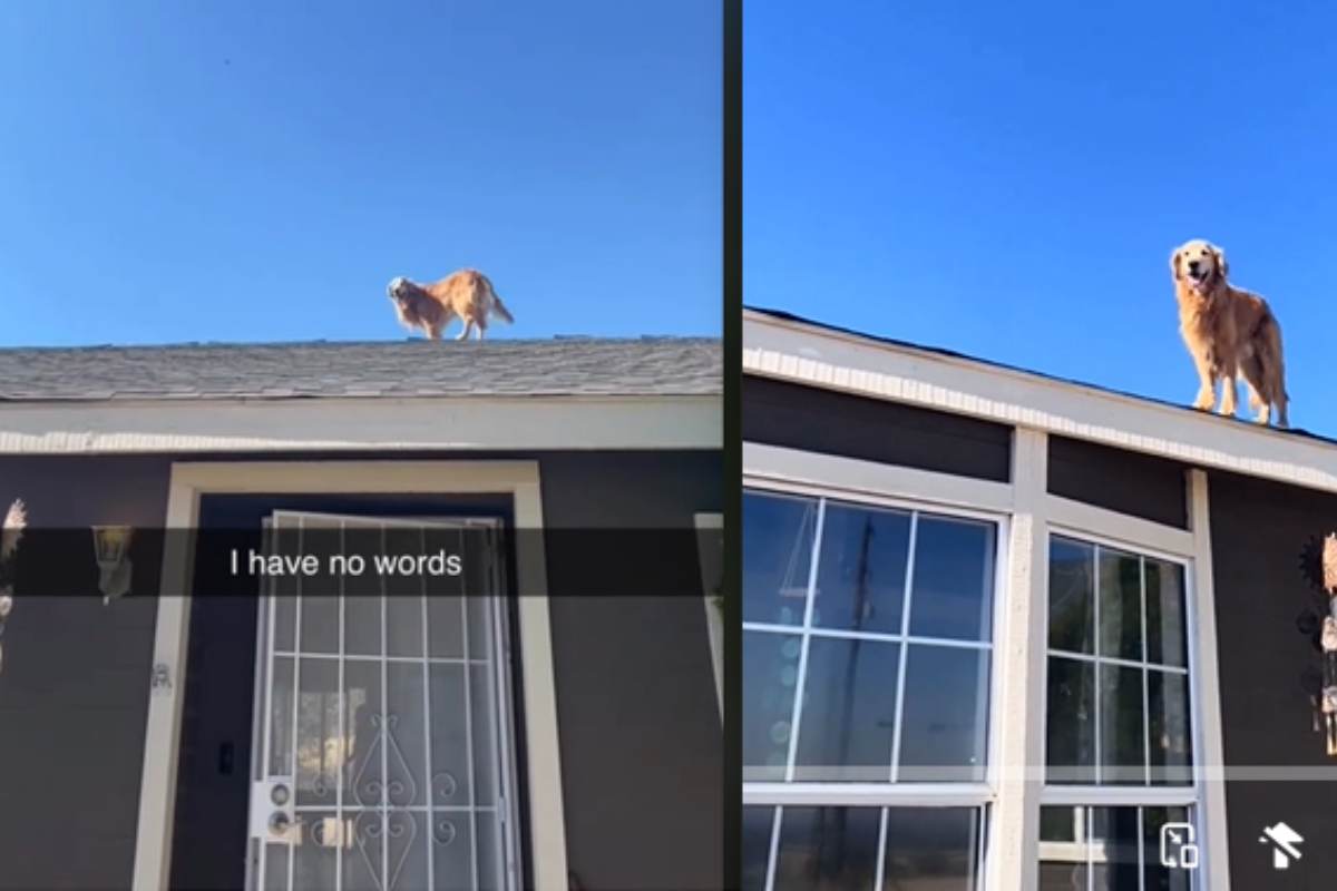 cane sul tetto della casa