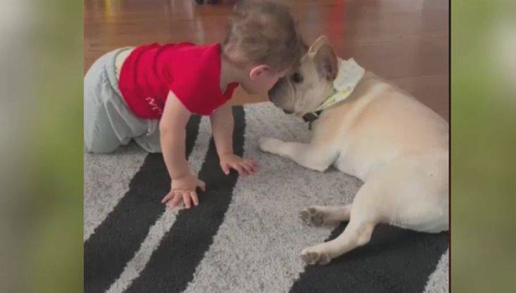 cane ucciso insieme al piccolo umano