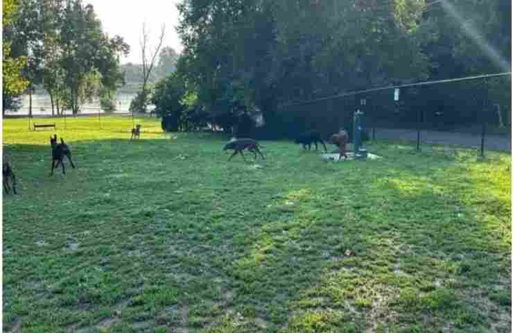 Cani abbandonati nel parco 