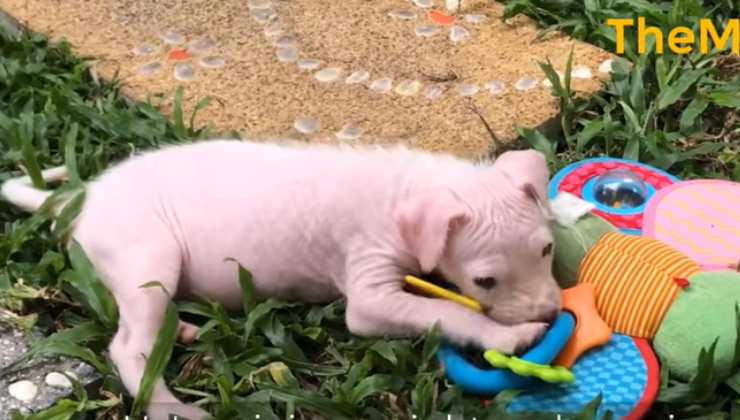 cucciolo di cane