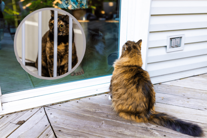 Gatto aspetta dietro la porta