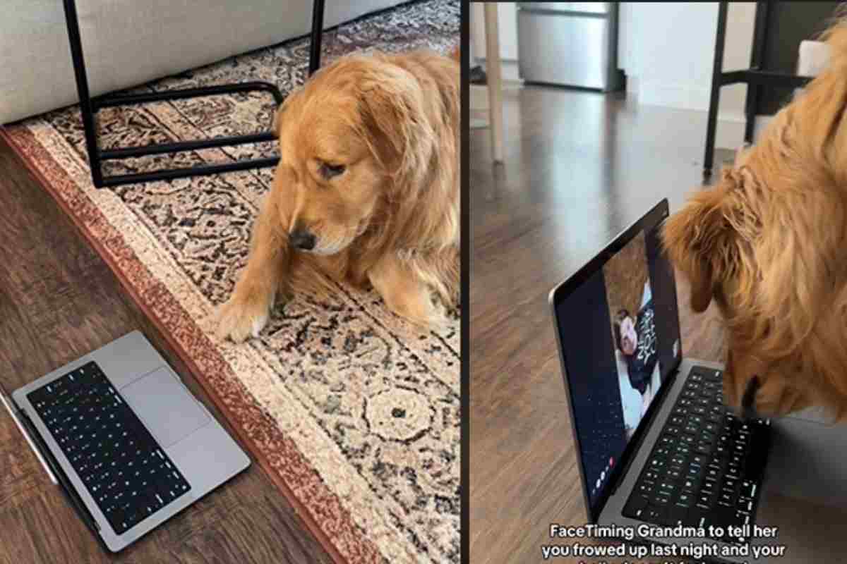 il cane in videochiamata con la nonna