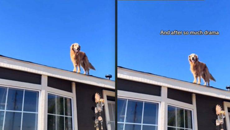 il cane sul tetto della casa