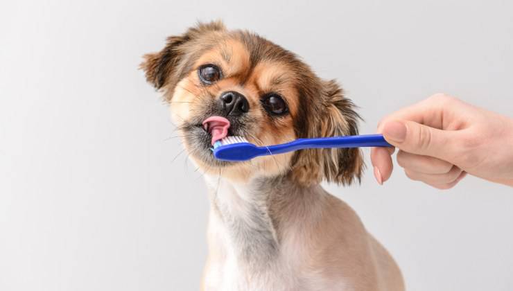 lavare i denti al cane