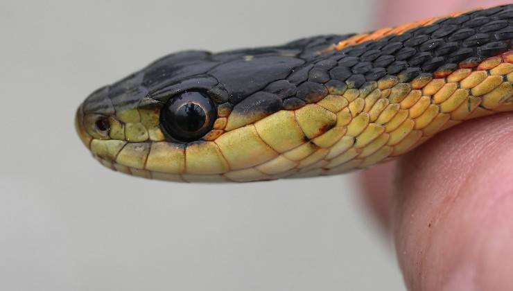 serpente 