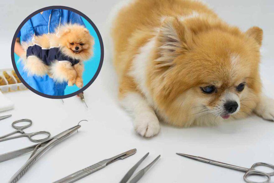 cane da sterilizzare