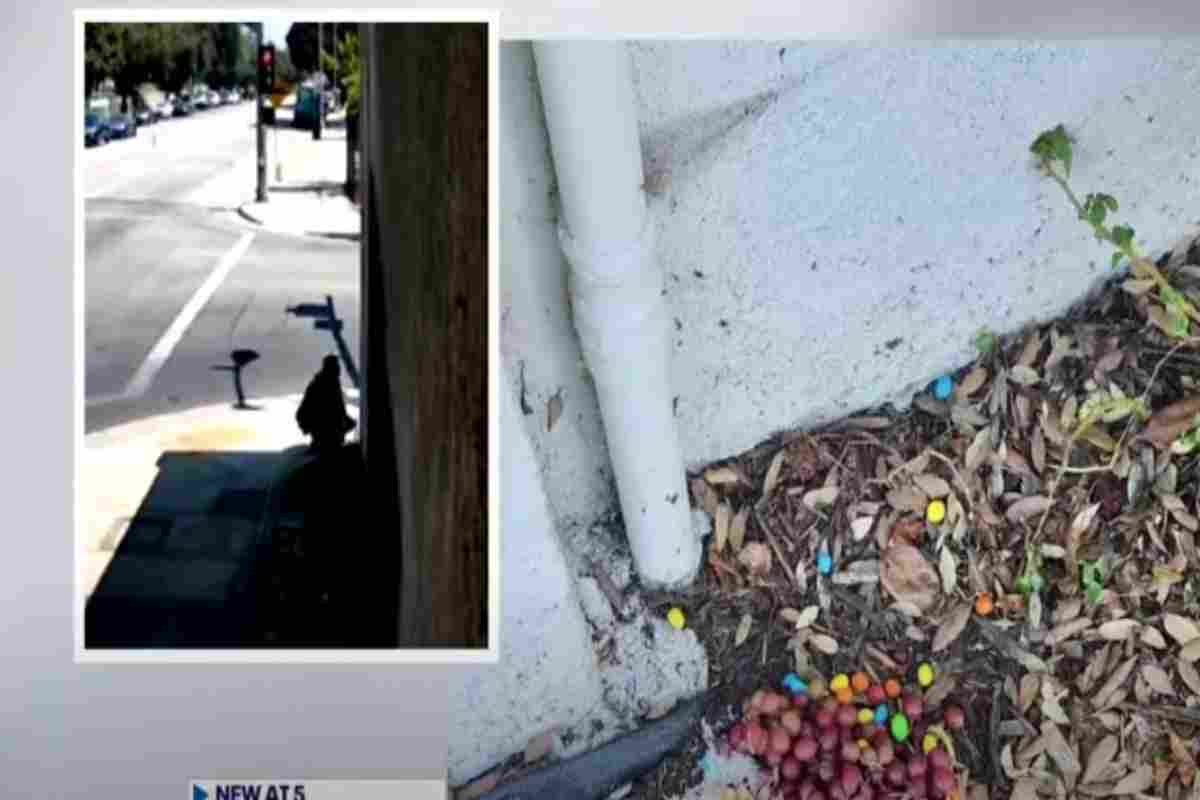 uva e cioccolata in strada per far del male agli animali 