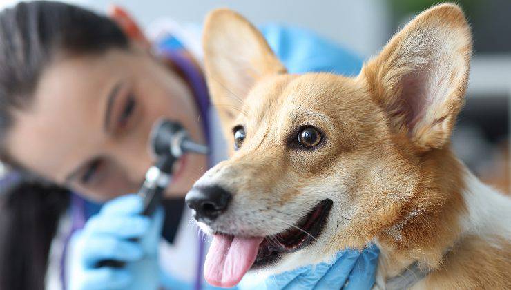 visita alle orecchie del cane