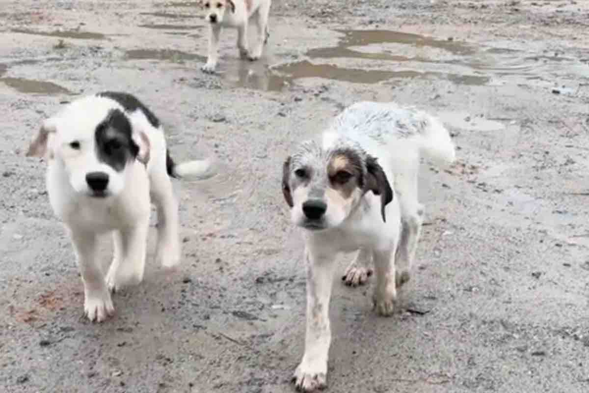 Cuccioli di cane camminano sulla strada sterrata