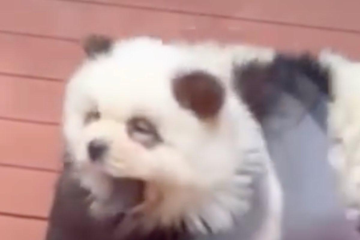 Cani dipinti con i colori del panda allo zoo