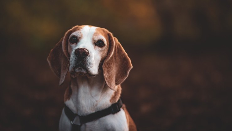 Ritratto fotografico di un cane da caccia nella natura 