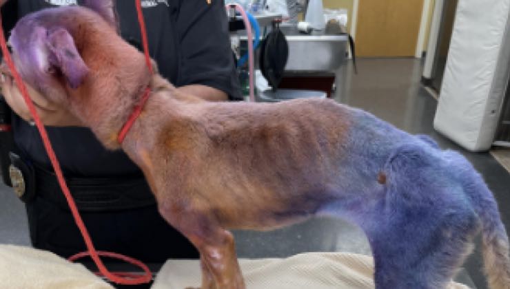 Il cane di diversi colori durante la visita dal veterinario 