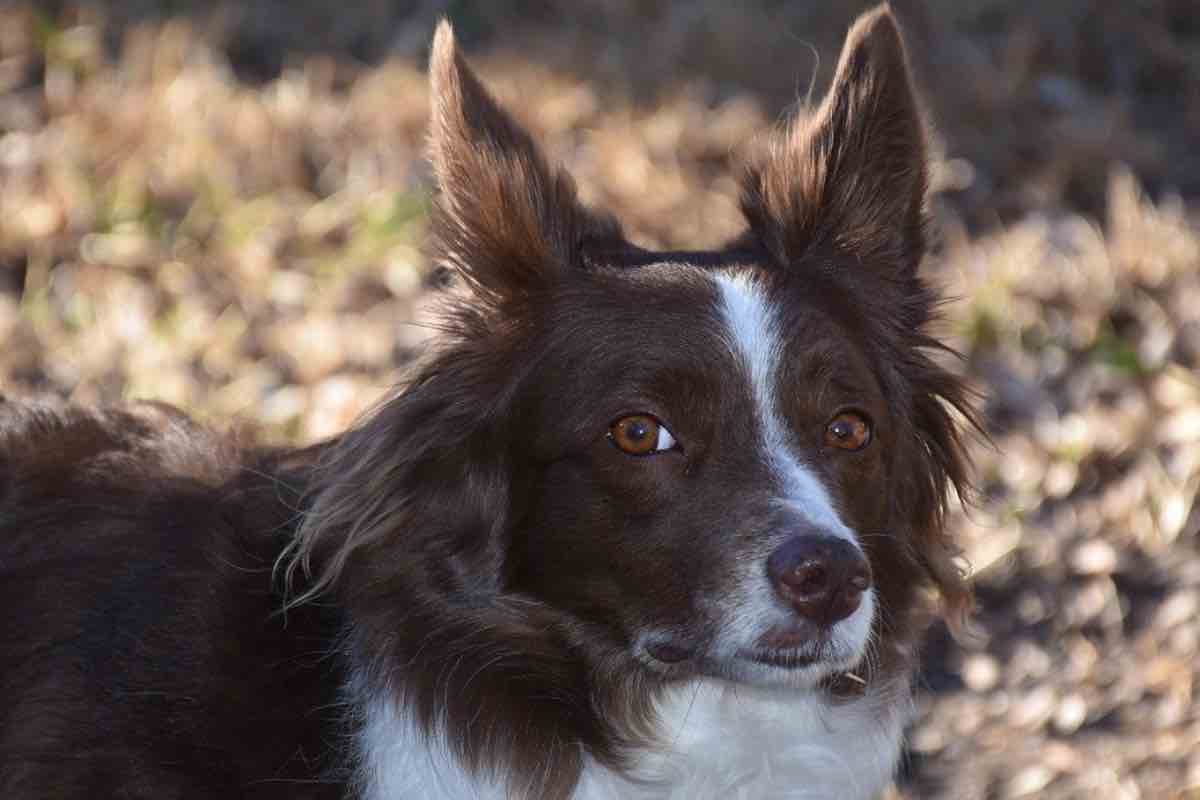 Cane dagli occhi marroni con sguardo astuto