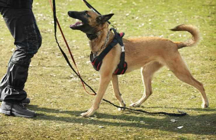 Addestrare il cane