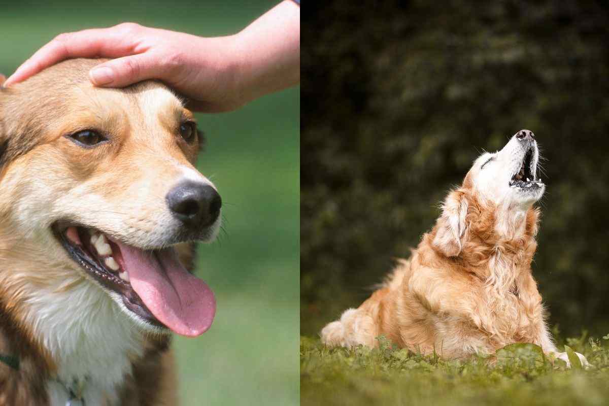 Cane che abbaia e cane che non abbaia